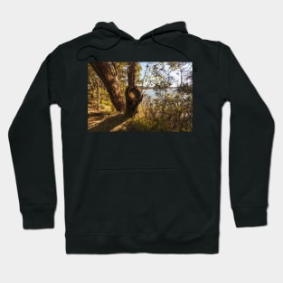 Trees In The Light Hoodie